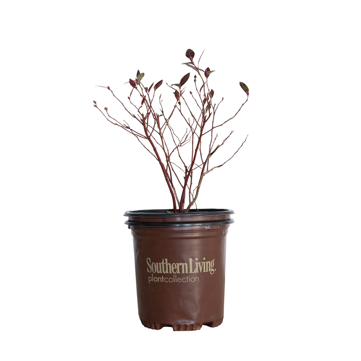 2.5 Quart Hello Darlin Blueberry dormant in brown southern living container