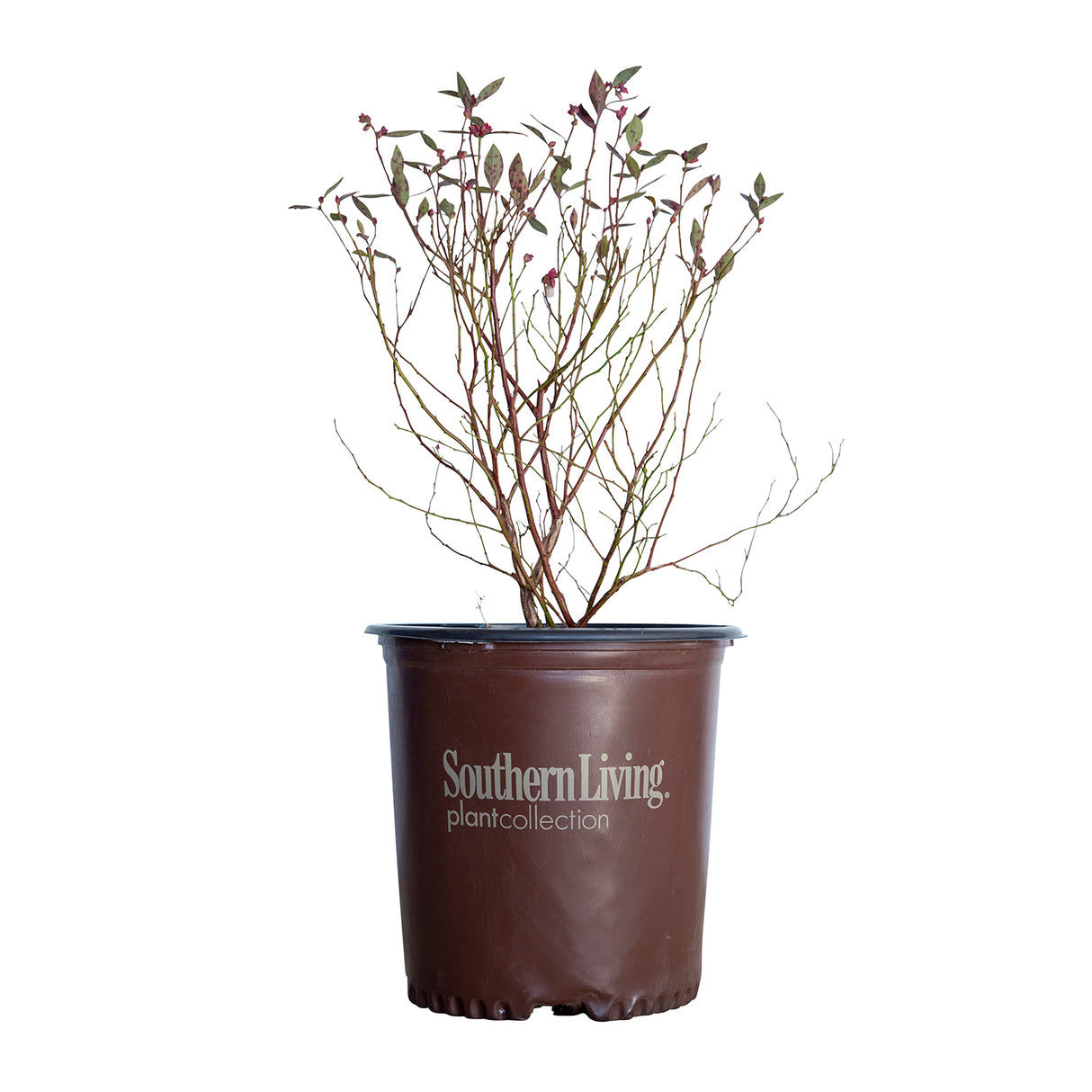 2 Gallon Hello Darlin Blueberry dormant in brown southern living container