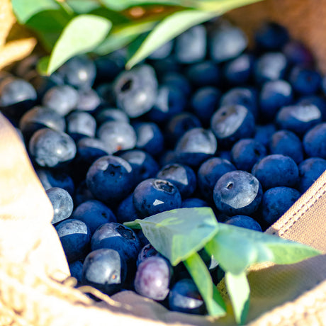 I declare blueberry fruit in a basket