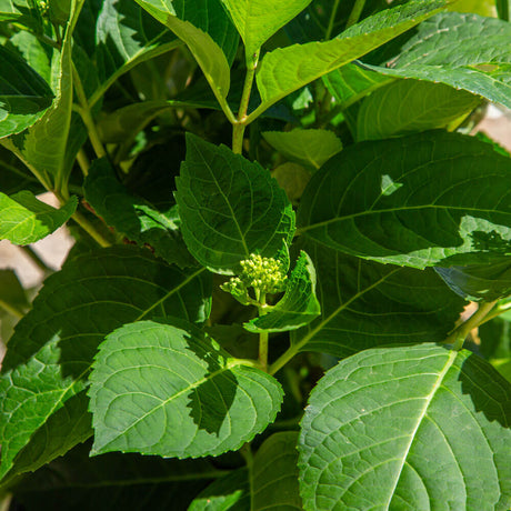 bigleaf hydrangea shrub pure white foliage