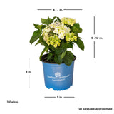 blushing bride white hydrangea plant care endless summer dimensions