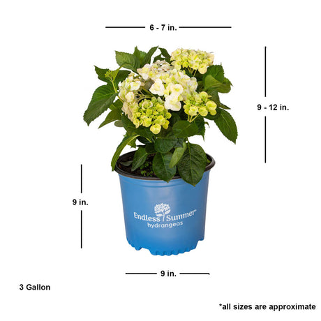 blushing bride white hydrangea plant care endless summer dimensions