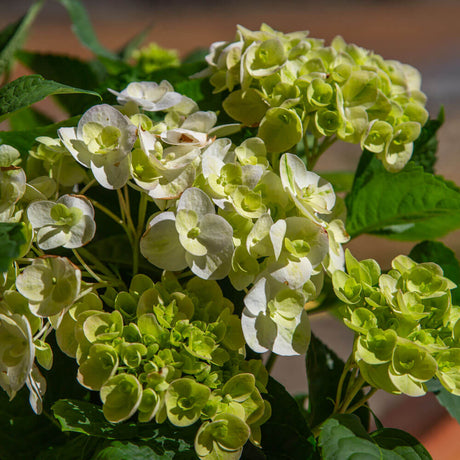 endless summer bigleaf hydrangea shrub compact