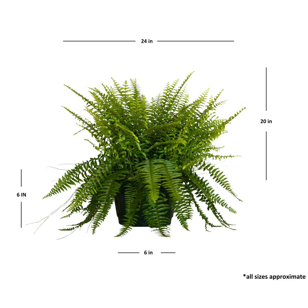 dimensions of our hanging basket fern