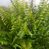 Close up view of the green fronds of the Boston fern