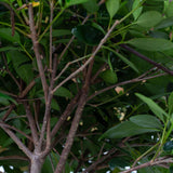 cleyera japonica bigfoot woody stems and foliage