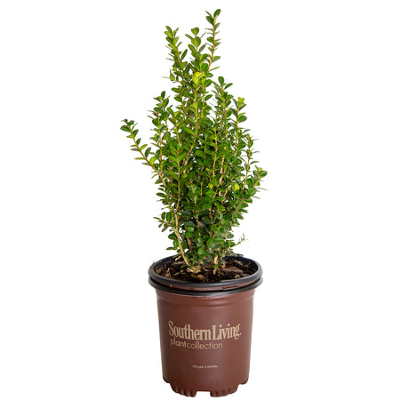 1 Gallon Winterstar Boxwood for sale with bright green leaves and upright habit in a brown southern living plant collection pot on a white background