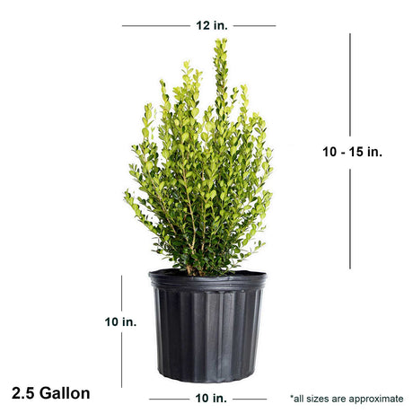 2.5G black pot evergreen boxwood shrub buxus hedge. Ships at 10-15 inches tall by 12 inches wide