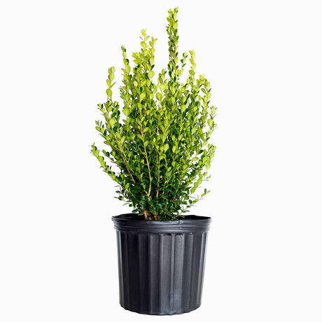 3 Gallon Wintergreen Boxwood in a black container ready to ship