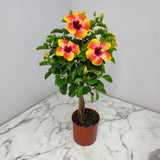 Braided Fiesta Hibiscus Tree in a brown nursery pot