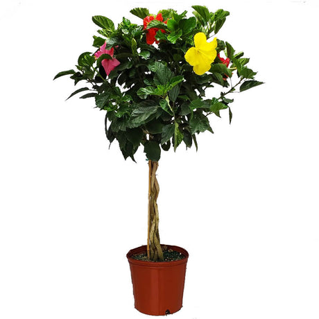 Mixcolor hibiscus braided tree with pink, red and yellow flowers and deep green leaves on a braided trunk in an orange nursery container on a white background