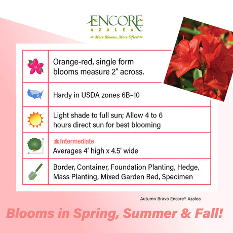 Encore Azalea Autumn Bravo fact sheet