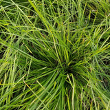 Breeze Lomandra in black container showing foliage.