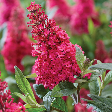 pink bloom on butterfly bush lil raspberry buddleia