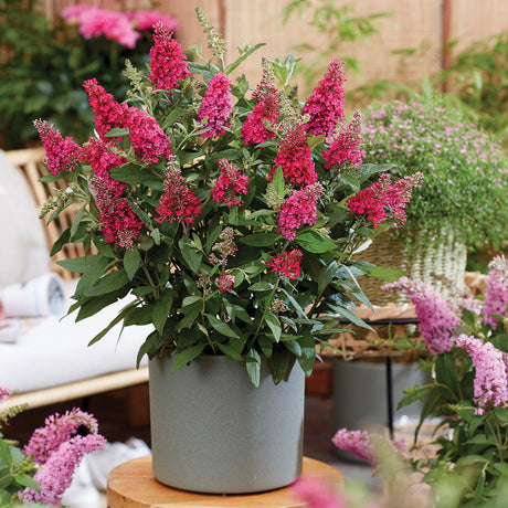 butterfly bush in container planting on the patio with pink bloom on butterfly bush lil raspberry buddleia