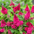 pink butterfly bush flowers on Butterfly Candy Lil Raspberry