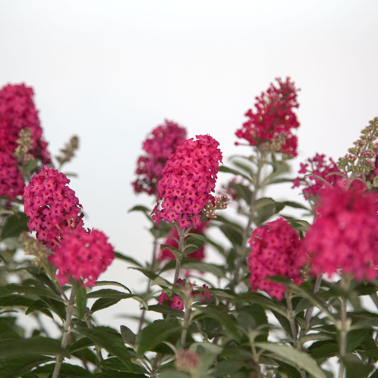 Lil' Raspberry Butterfly Bush