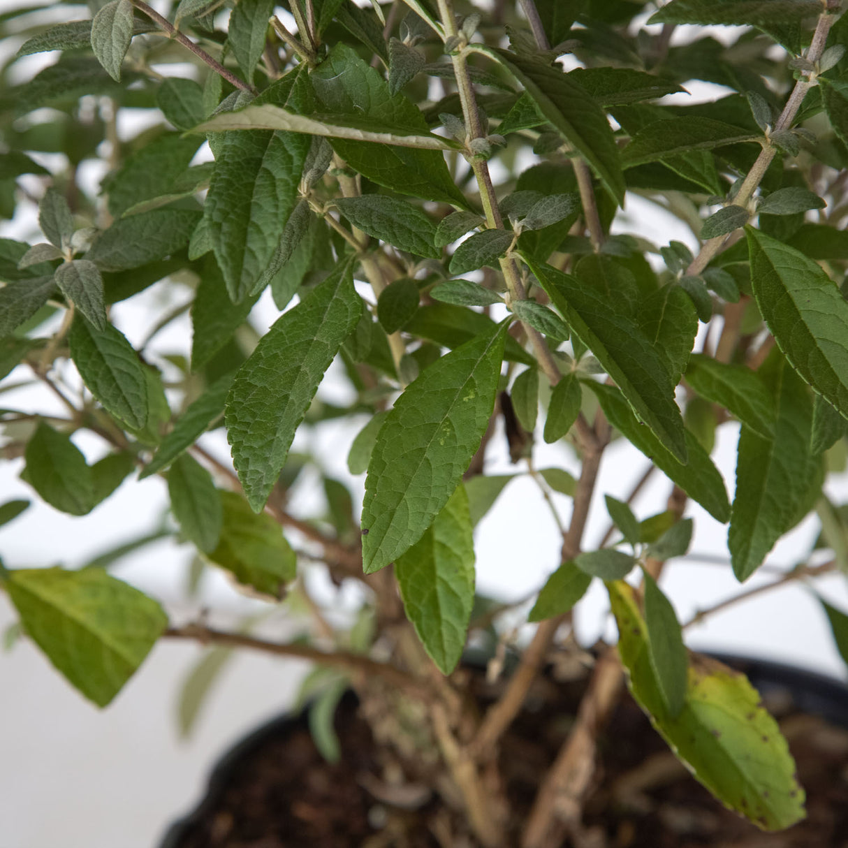 Lil' Raspberry Butterfly Bush