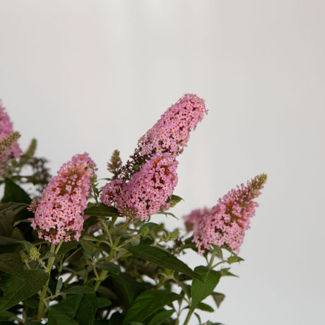 pink flower buddleia butterfly bushes for sale