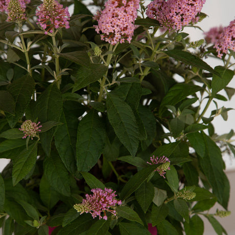 pink flower buddleia butterfly bushes for sale