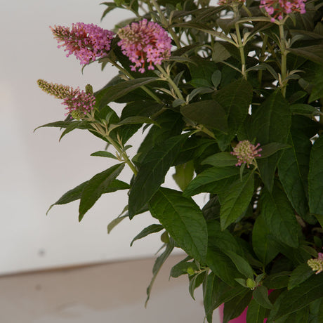 pink flower buddleia butterfly bushes for sale