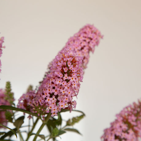 pink flower buddleia butterfly bushes for sale