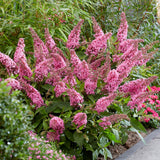 Butterfly Candy Lil Taffy Butterfly Bush with pink flowers