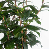 Up close foliage photo of evergreen leaves on a Tricolor Camellia