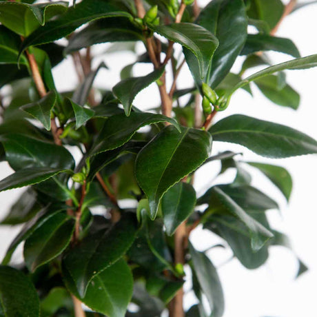 Up close foliage photo of evergreen leaves on a Tricolor Camellia