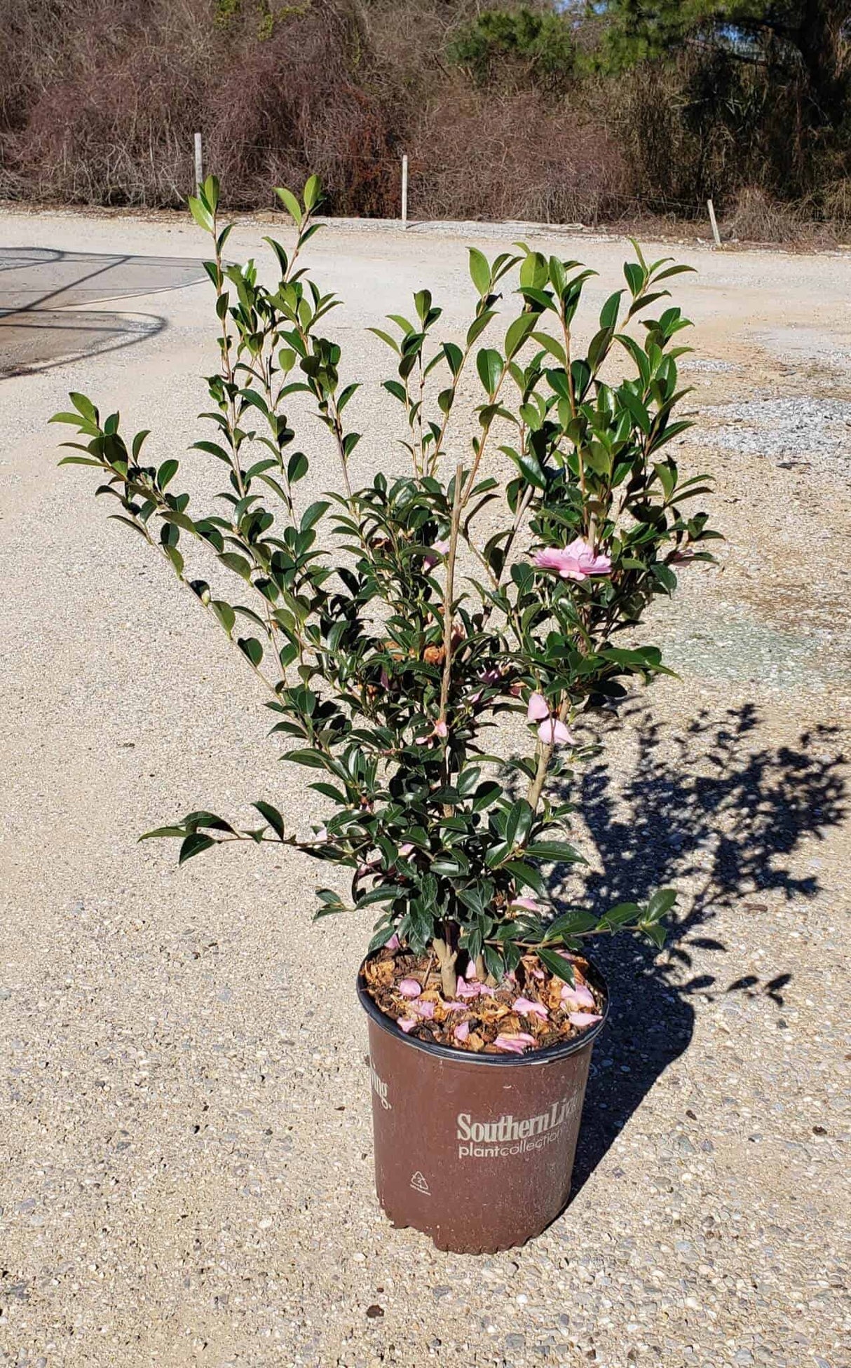 Pink Stella Camellia 2 gallon plant for sale online