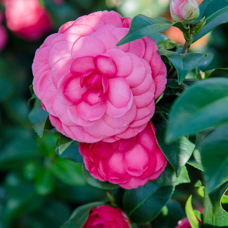 pink blooms of the Early Wonder Camellia