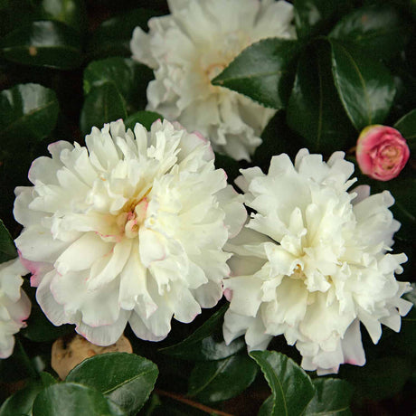 White camellia blooms with hints of pink surrounded by dark evergreen foliage