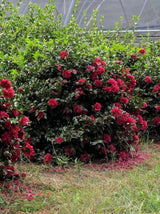 October Magic Ruby Camellia