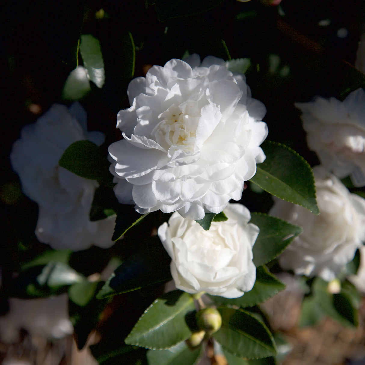 white blooms october magic white shi shi camellia for sale online 