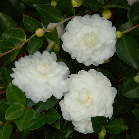 October Magic White shi shi camellia white blooming camellia for sale online cold weather 