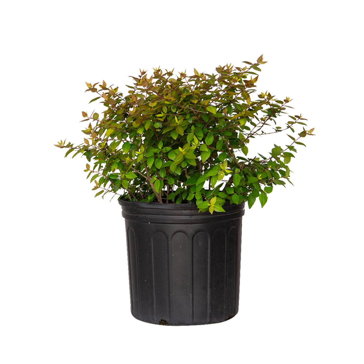 canyon creek abelia for sale with bright green foliage in a nursery pot