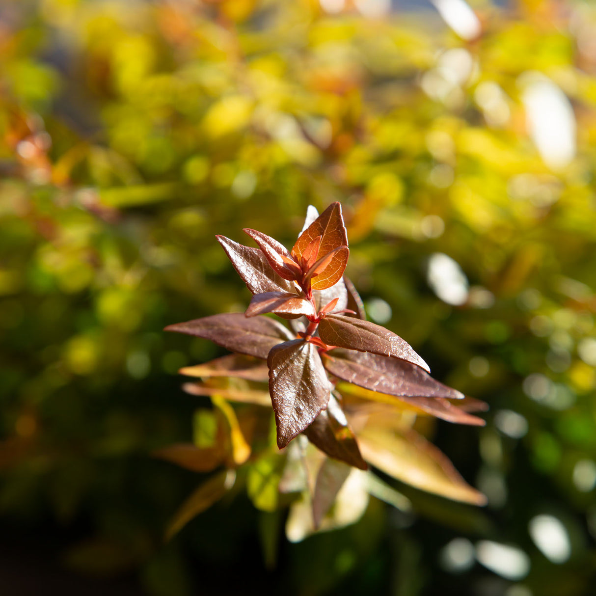 canyon creek abelia plant orange green foliage red stems 