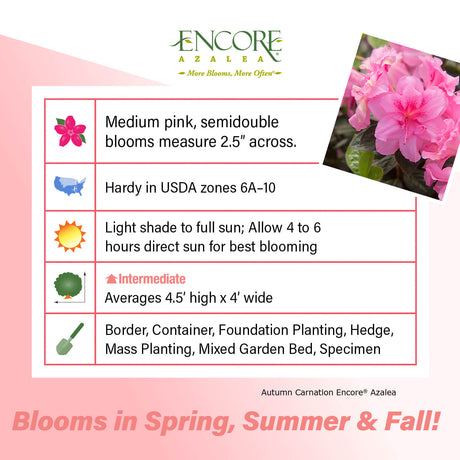 Encore Azalea Autumn Carnation fact sheet