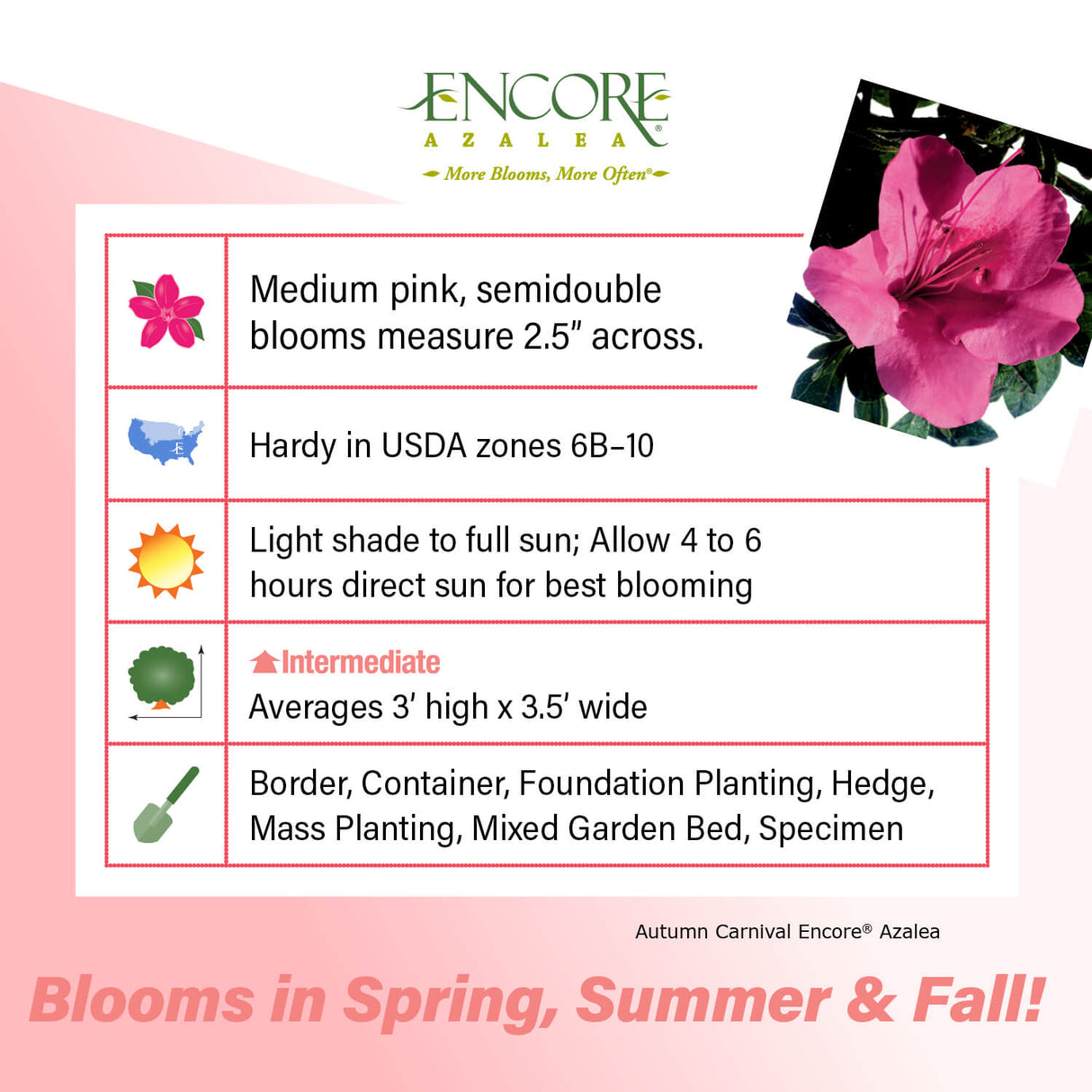 Encore Azalea Autumn carnival fact sheet