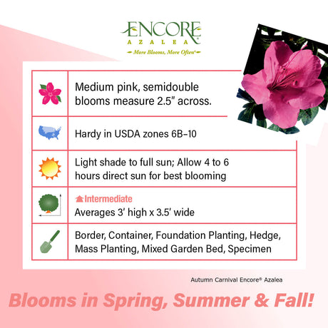 Encore Azalea Autumn carnival fact sheet