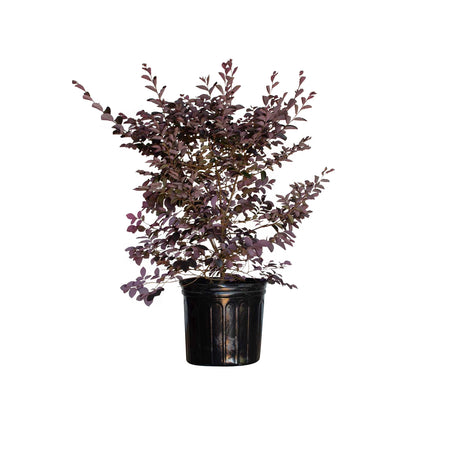 purple foliage black 1 gallon pot