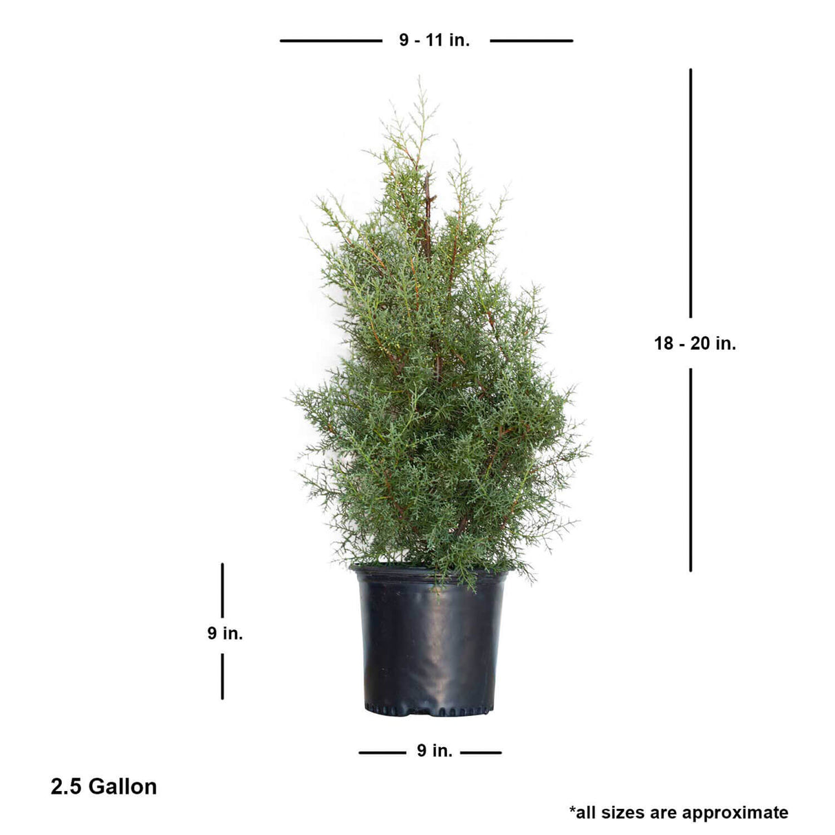 carolina sapphire evergreen landscape tree for sale online average shipped dimensions 