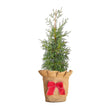 Carolina Sapphire Cypress - Mini Live Christmas tree in a natural burlap pot cover with a red bow