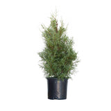 Carolina Sapphire Cypress tree for sale in a 2.5 Gallon black container on a white background