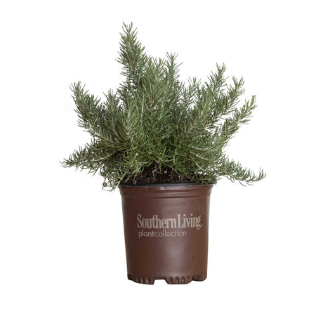 Southern Living 1G Rosemary plant