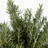 Close up photo of Rosemary Chefs Choice