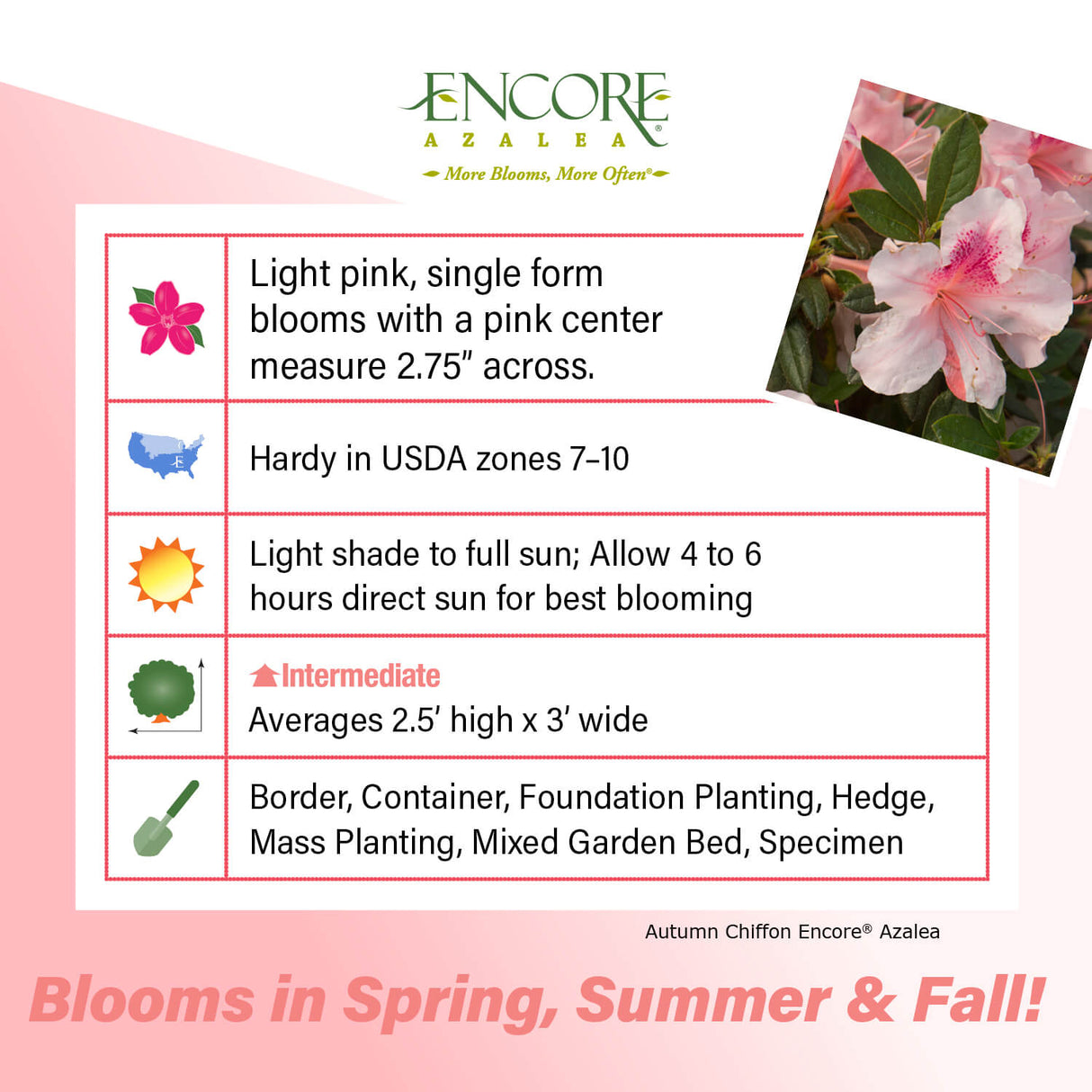 Encore Azalea Autumn Chiffon fact sheet