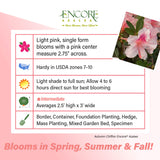 Encore Azalea Autumn Chiffon fact sheet