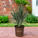 Clarity Blue Dianella in a southern living plant collection pot on a brick walkway 