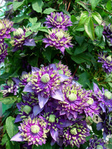 'Taiga' Clematis purple blooms with yellow tips